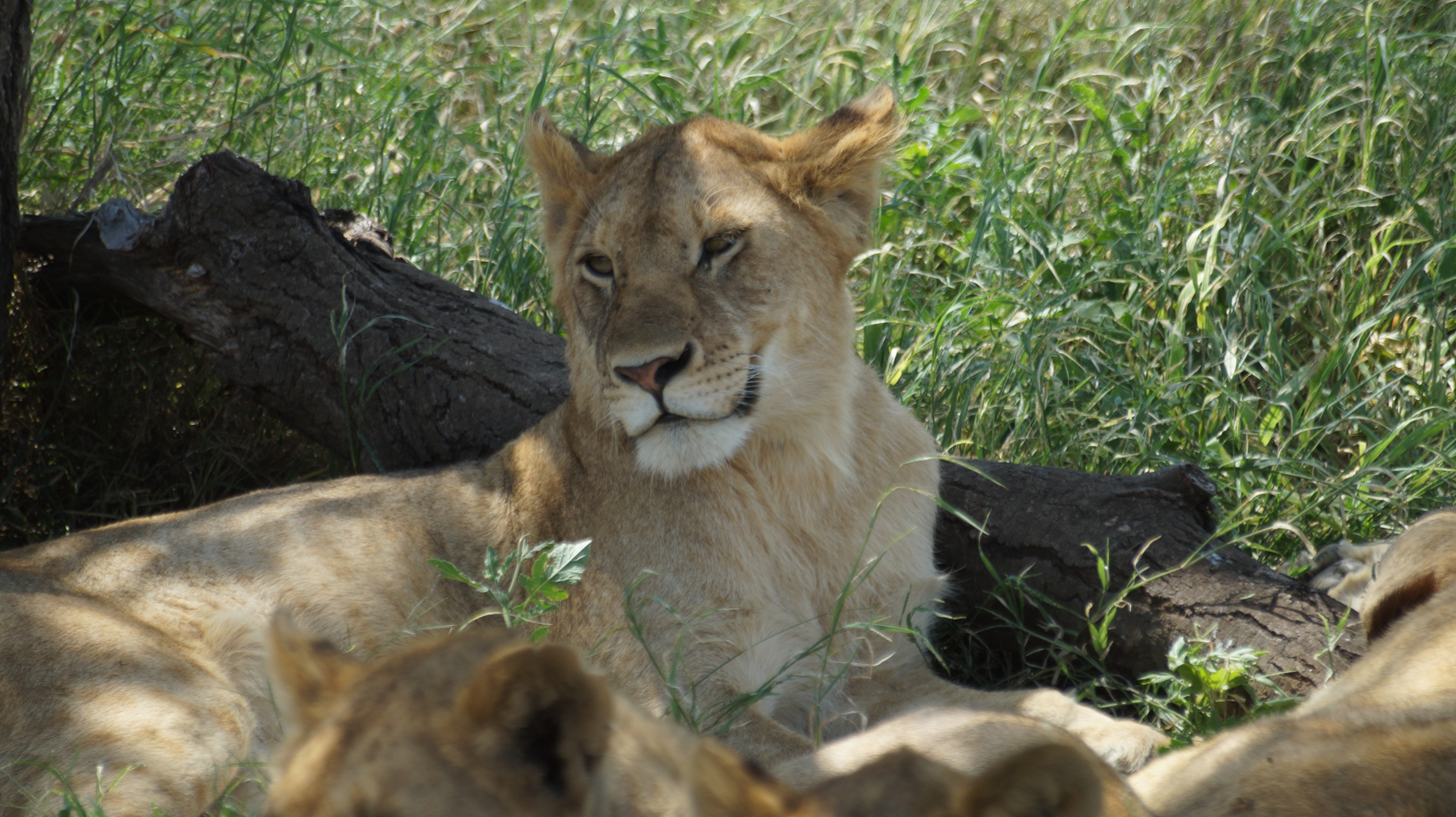 Safari: emozioni libere.