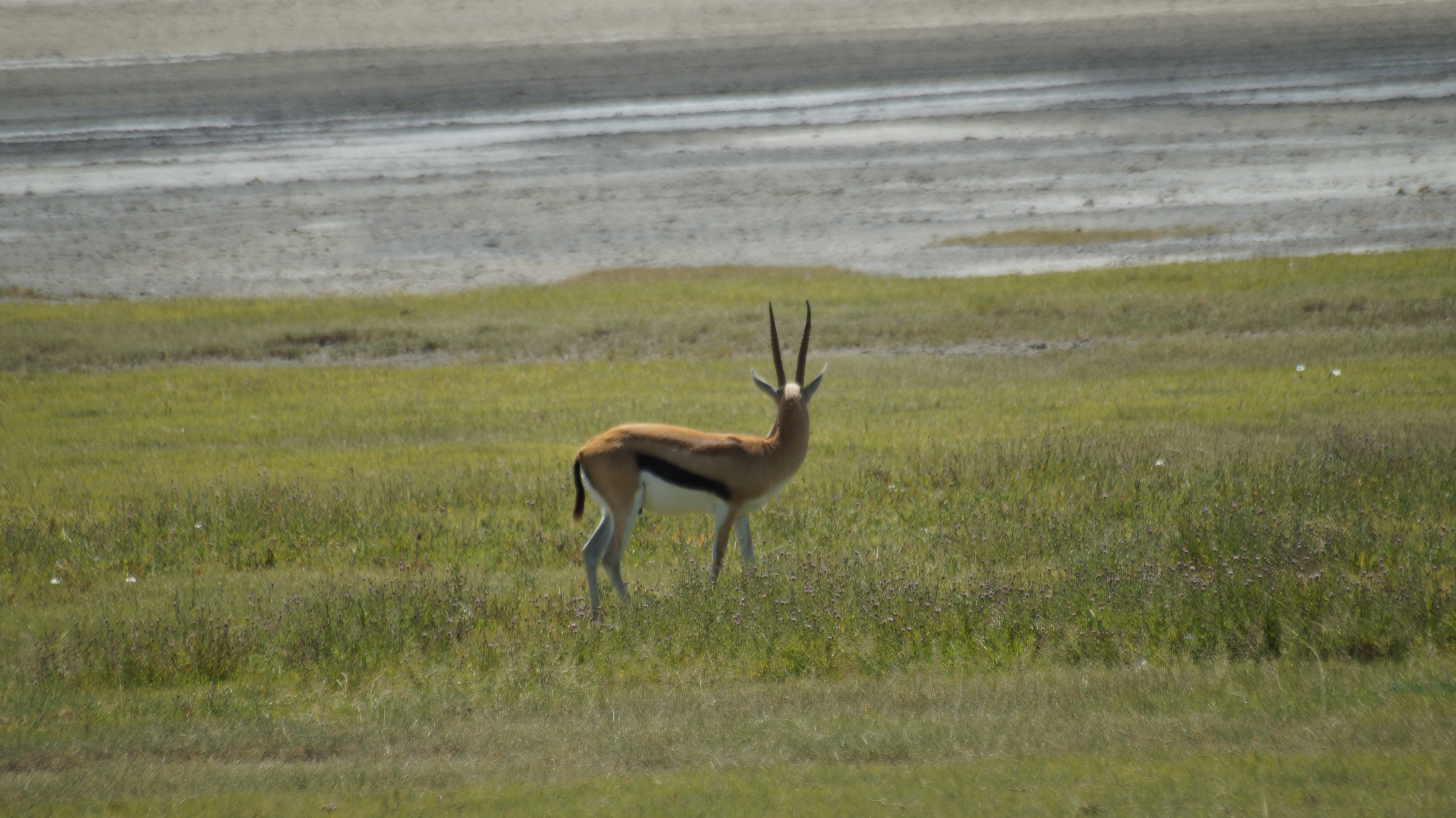 LENTA COME UNA GAZZELLA